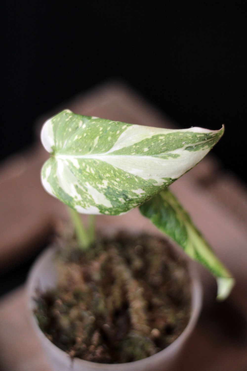 Philodendron Gloriosum Variegated - A