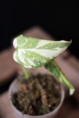 Philodendron Gloriosum Variegated - A