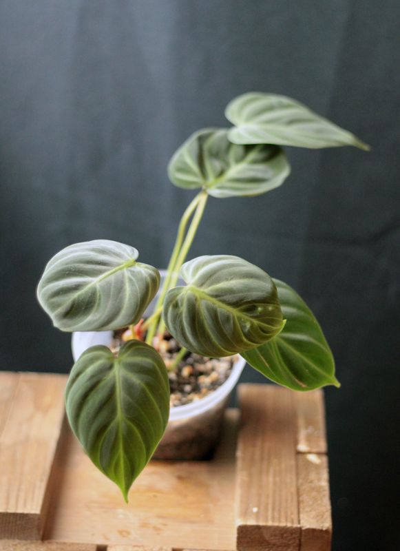 Philodendron El Choco - B