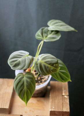 Philodendron El Choco - B