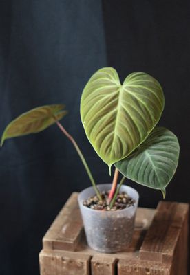 Philodendron El Choco - B
