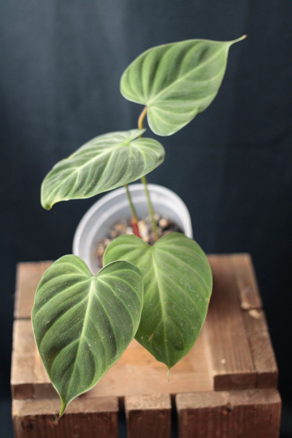 Philodendron El Choco - A