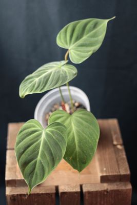 Philodendron El Choco - A