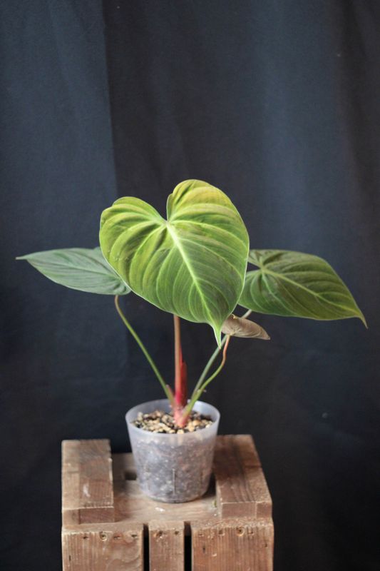 Philodendron El Choco - A