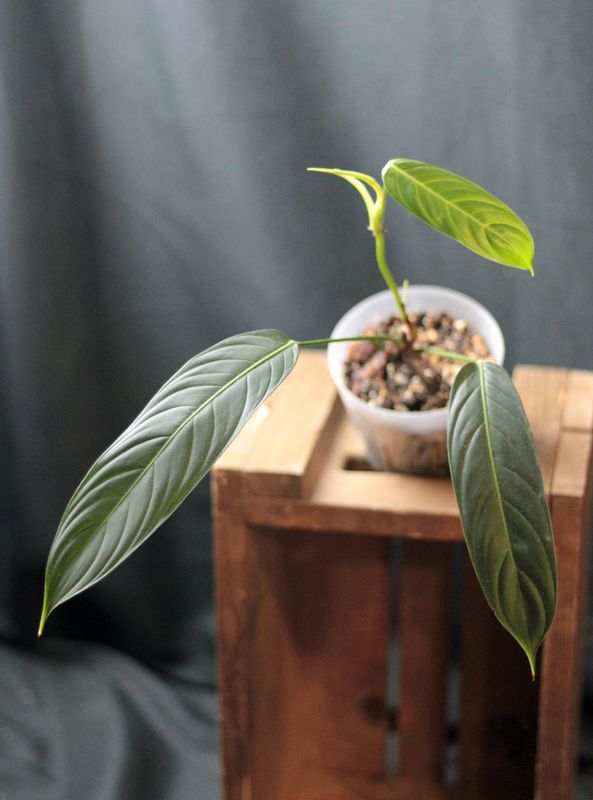 Philodendron Heterocraspedon - A