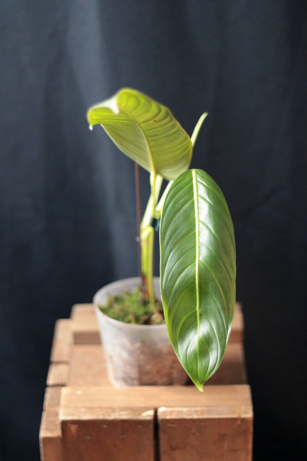 Philodendron Heterocraspedon - A