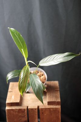 Philodendron Heterocraspedon - A