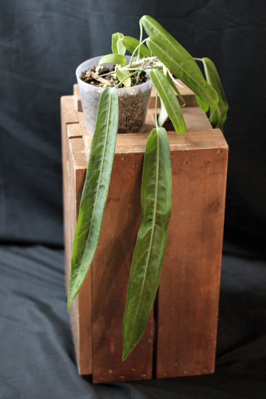 Anthurium Pallidiflorum - C