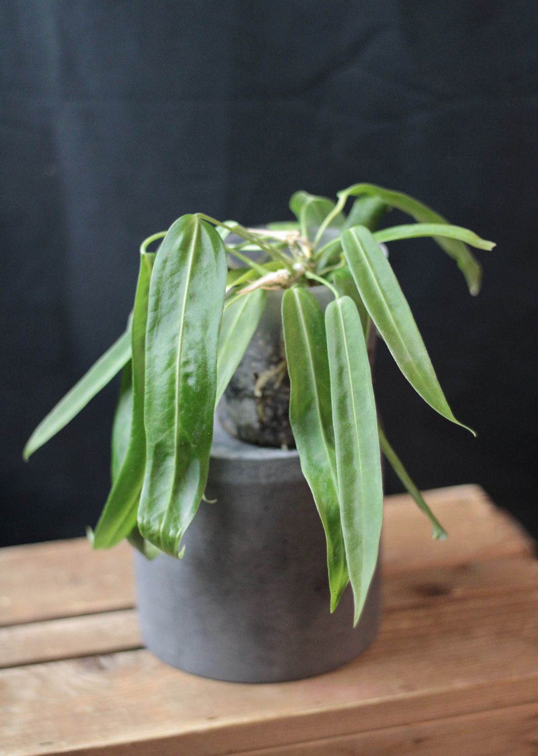 Anthurium Pallidiflorum - A