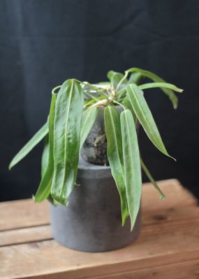 Anthurium Pallidiflorum - A