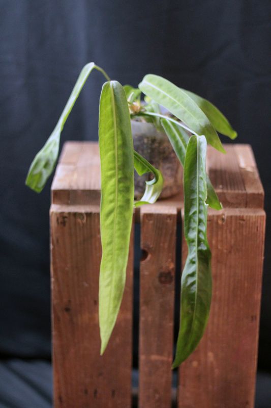 Anthurium Pallidiflorum - A