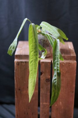 Anthurium Pallidiflorum - A