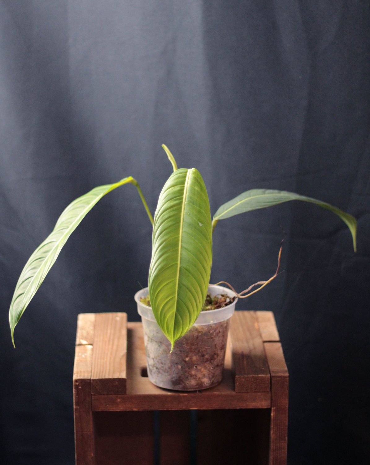 Philodendron Heterocraspedon - B