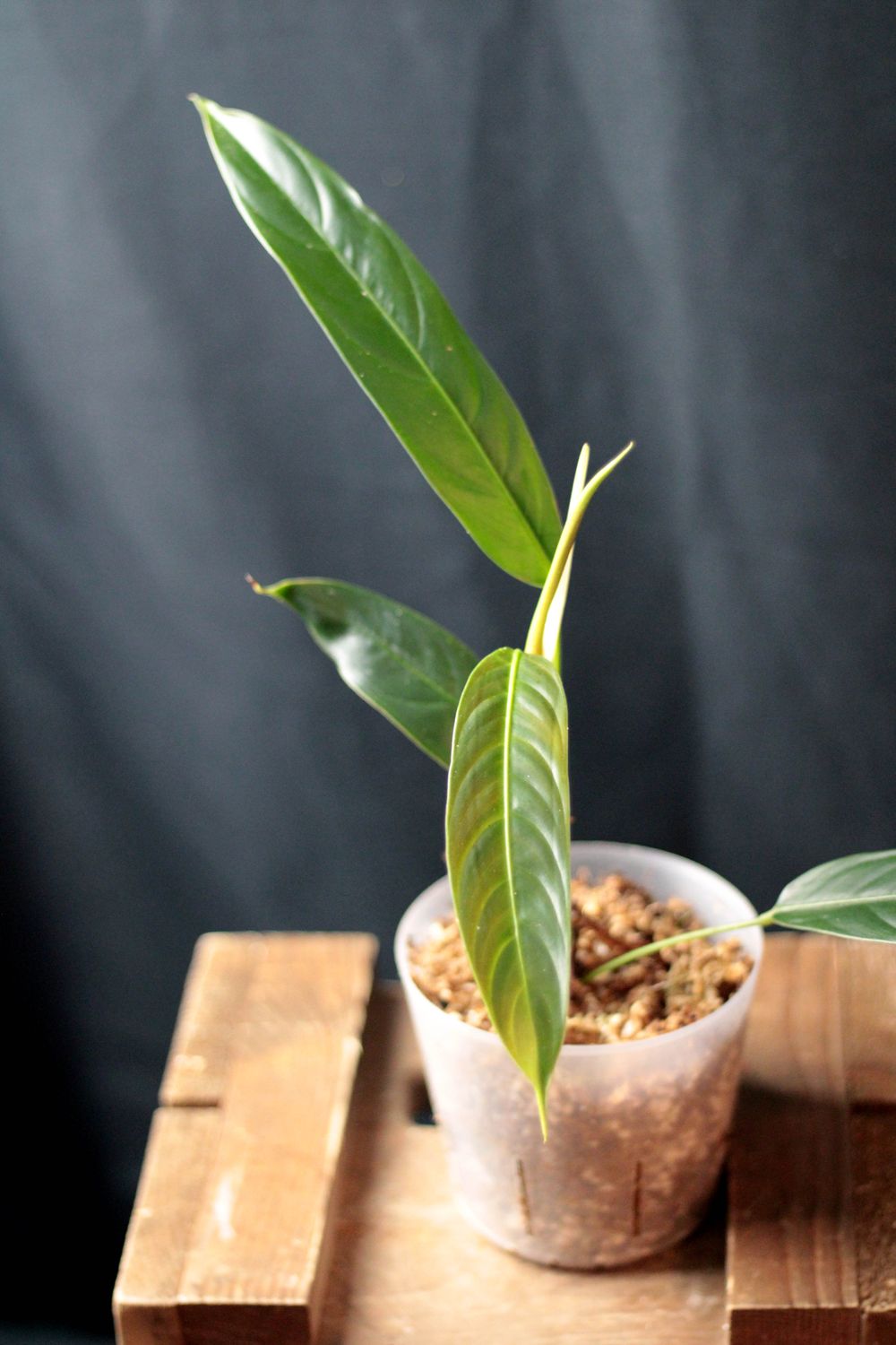 Philodendron Heterocraspedon - B