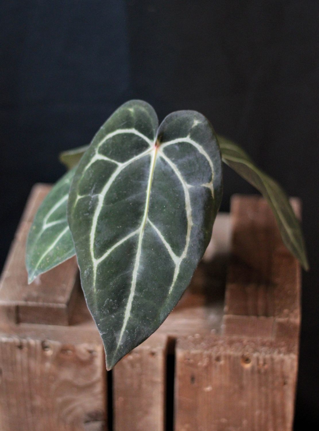 Anthurium Carlablackiae - A