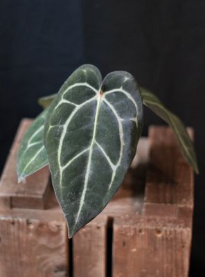 Anthurium Carlablackiae - A