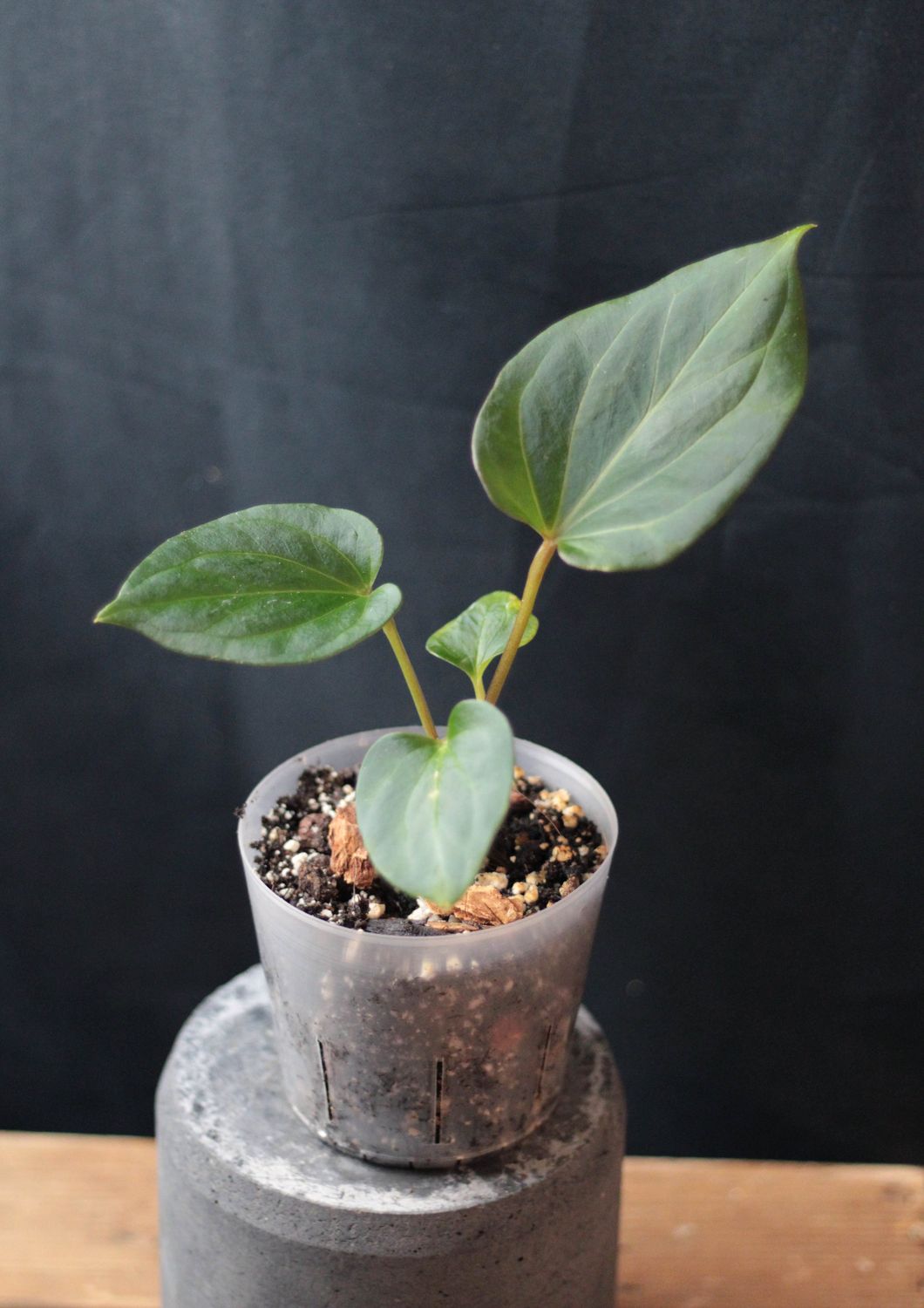 Anthurium NOID X "Ace Of Spades" - A