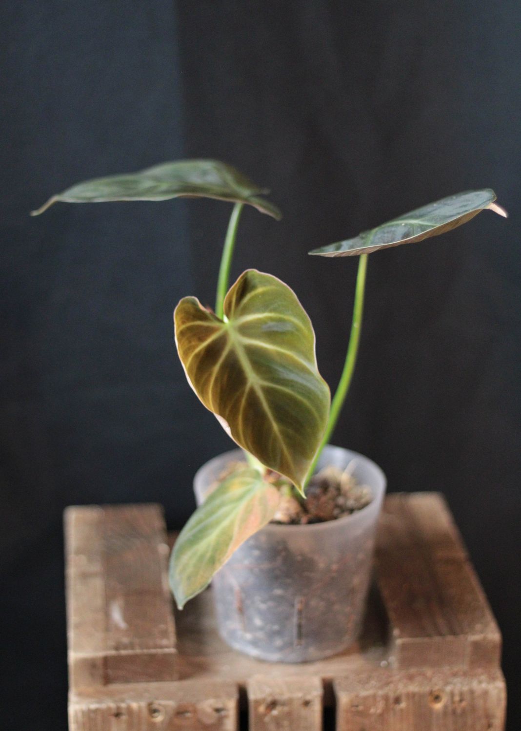 Philodendron Luxurians - A