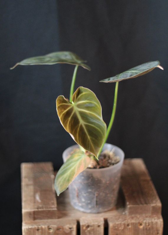 Philodendron Luxurians - A