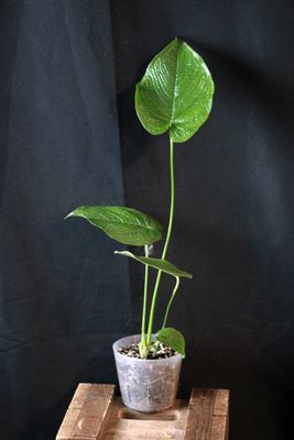 Anthurium Rugulosum - B