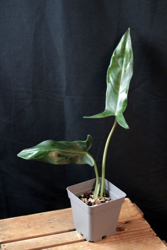Philodendron Mexicanum