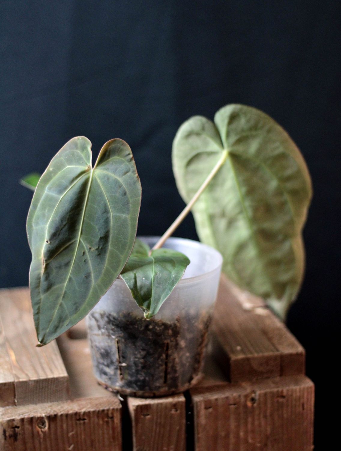 Anthurium Papillilaminum X Crystallinum "Silver" - A