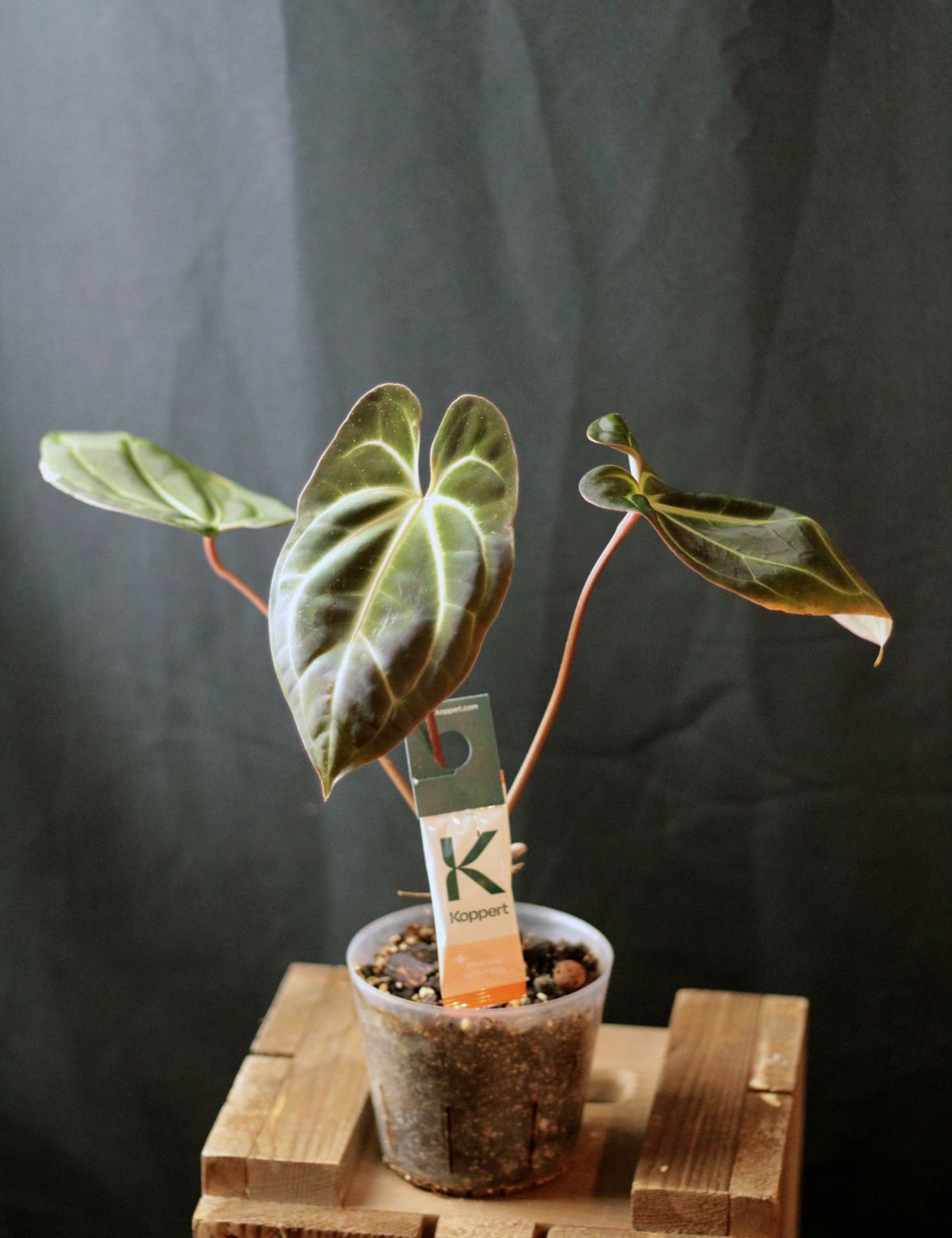 Anthurium Besseae CF - B