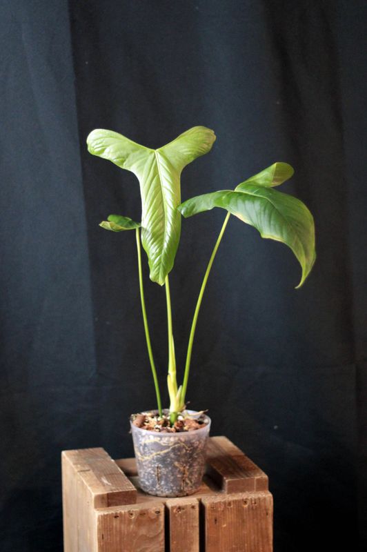 Anthurium Marmoratum x Longissimilobum - A