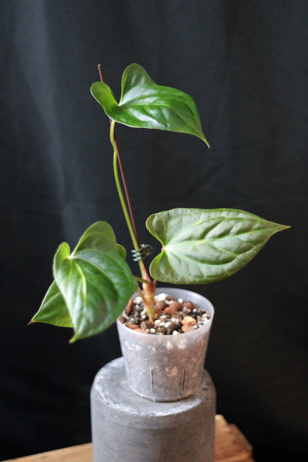 Anthurium (Pinkleyi x Luxurians) X Besseae - A