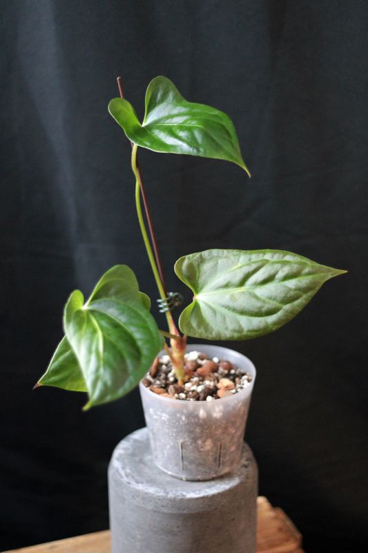 Anthurium (Pinkleyi x Luxurians) X Besseae - A