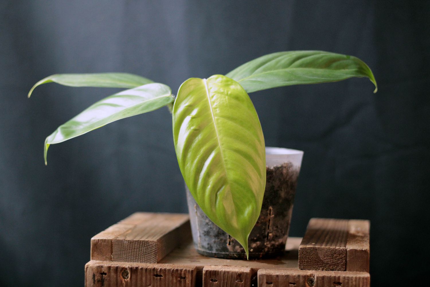 Philodendron Genevievianum - A