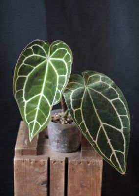 Anthurium Crystallinum "Silver" - A