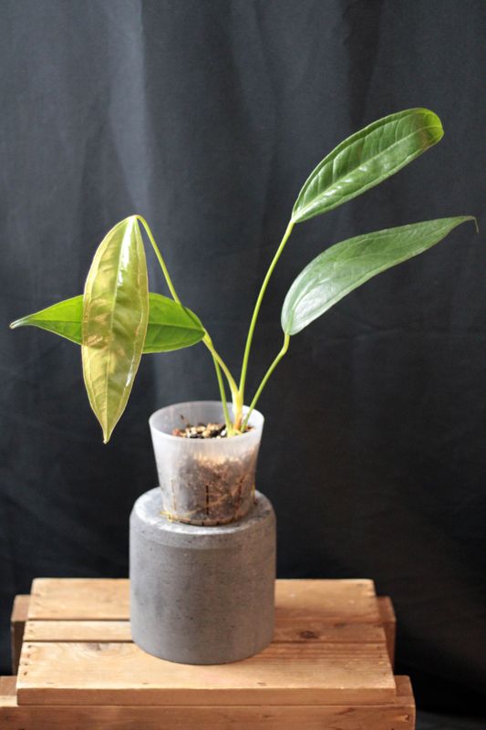 Anthurium Bakeri - A
