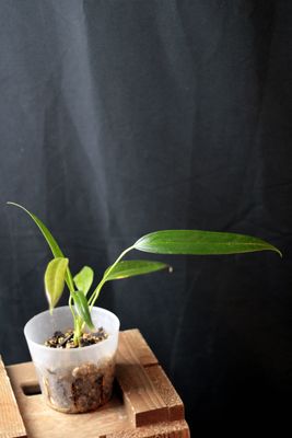 Anthurium Bakeri - A
