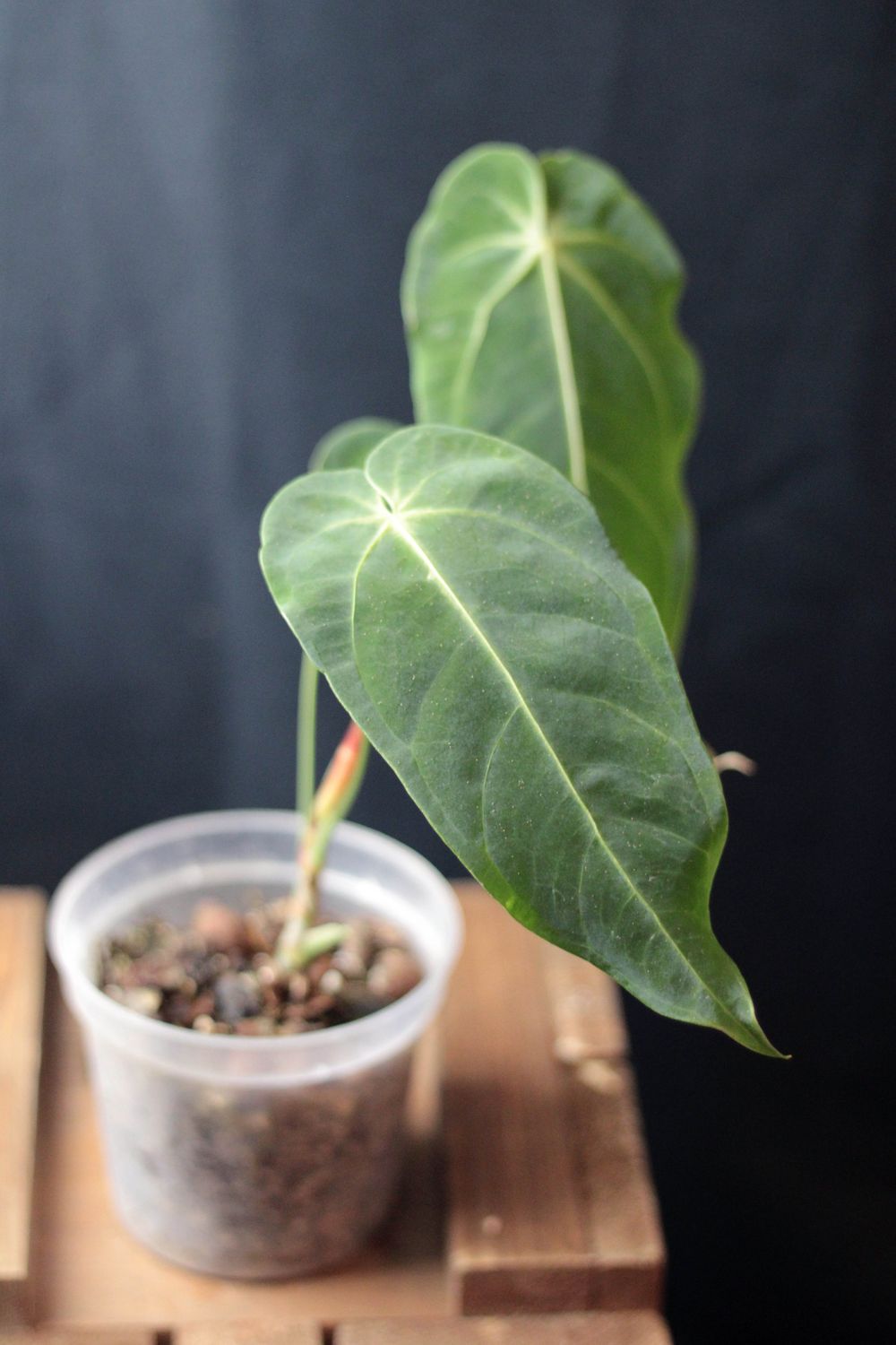 Anthurium Angamarcanum - A