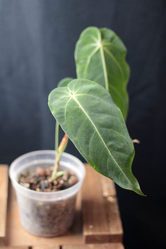 Anthurium Angamarcanum - A