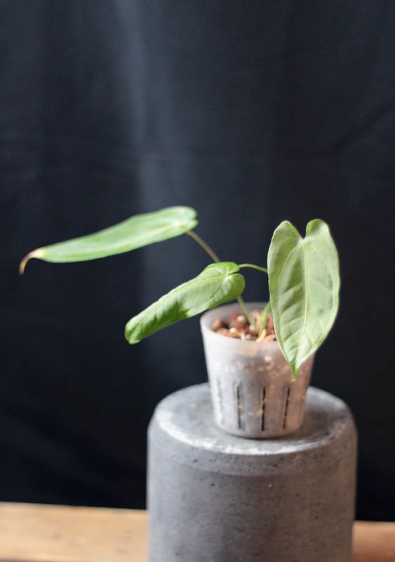 Anthurium Angamarcanum - A