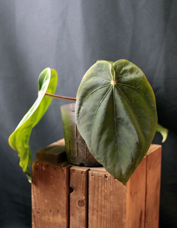 Anthurium Dressleri LG - A