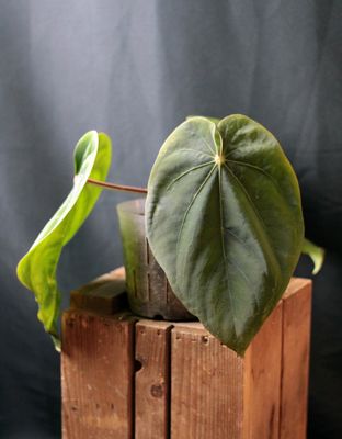Anthurium Dressleri LG - A