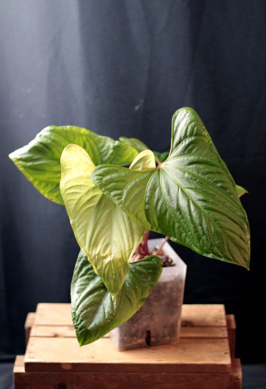 Anthurium Tiwintza "Velvet" - A Anthurium Tiwintza "Velvet" - A