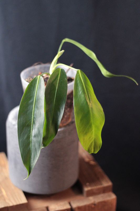 Philodendron Patriciae - A