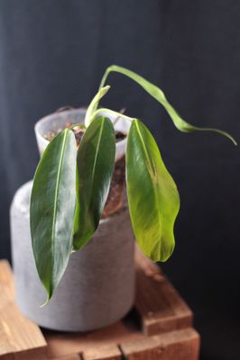 Philodendron Patriciae - A