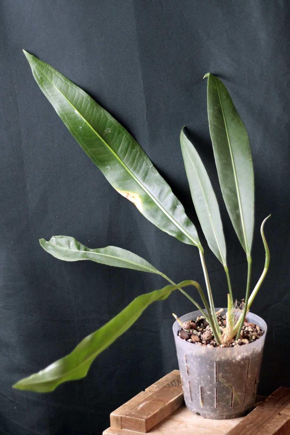 Anthurium SP. Morona - A