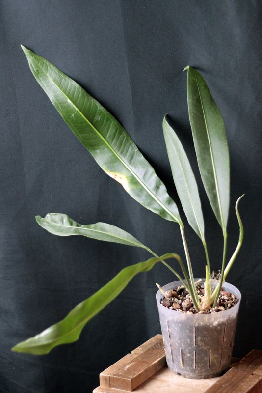 Anthurium SP. Morona - A