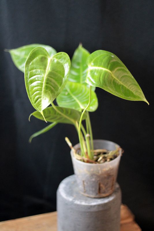 Anthurium Veitchii - A