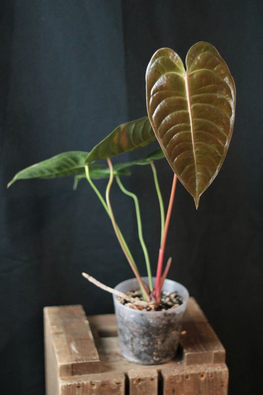 Anthurium Veitchii - A