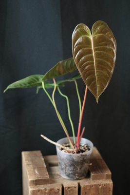 Anthurium Veitchii - A