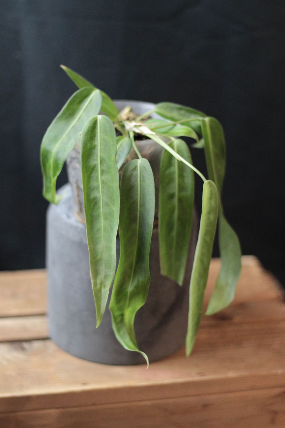 Anthurium Pallidiflorum - B