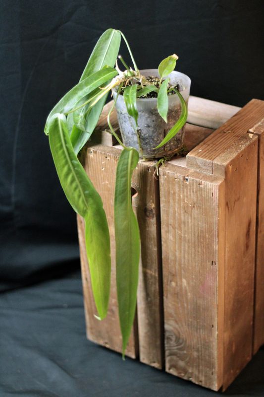 Anthurium Pallidiflorum - B