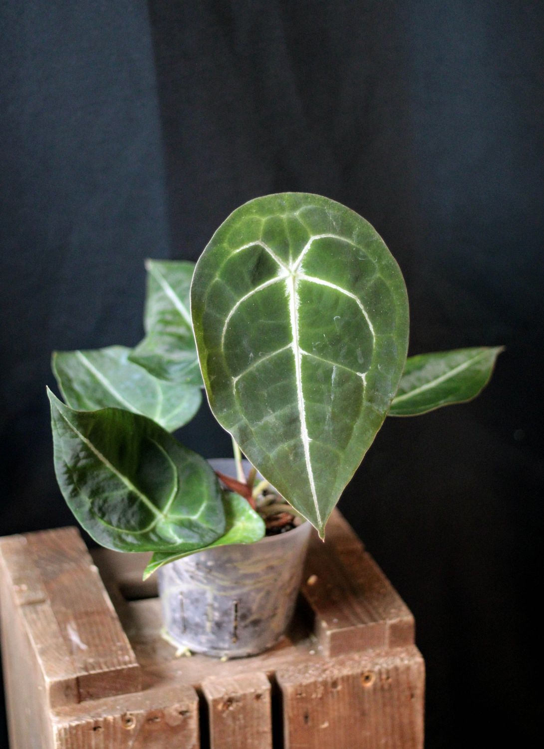 Anthurium Forgettii "Dark" - A
